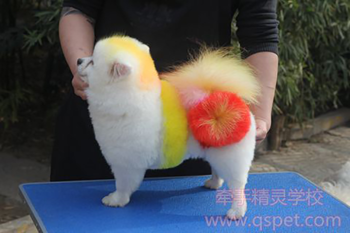 染色雕花-博美犬