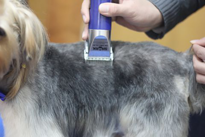 约克夏犬的创意造型