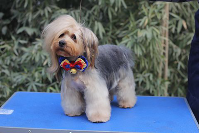 约克夏犬的创意造型