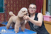牵手精灵宠物美容学校课堂实拍